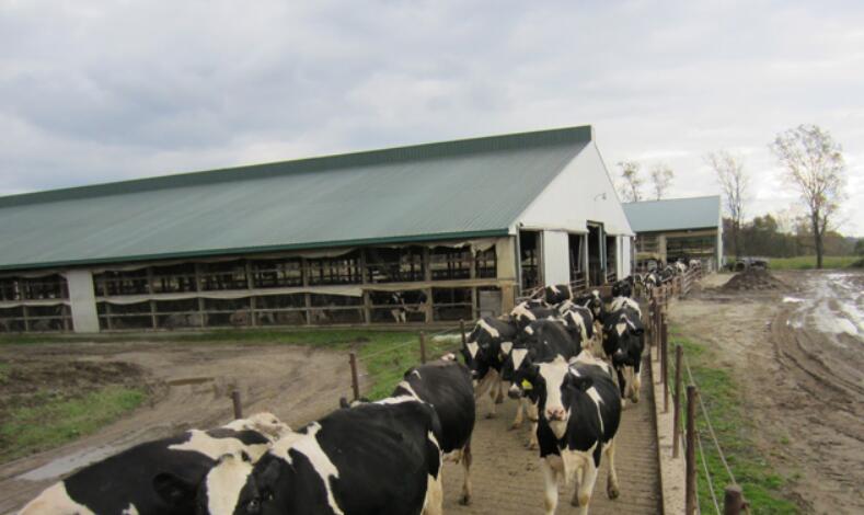 Steel structure cow farm